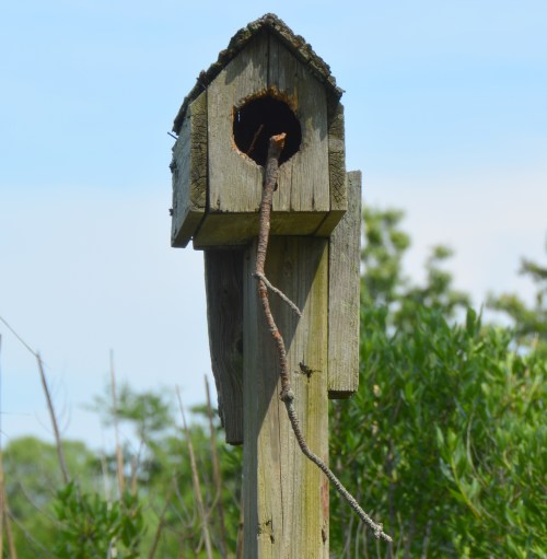 closeup 5-19-2015 3-07-56 PM