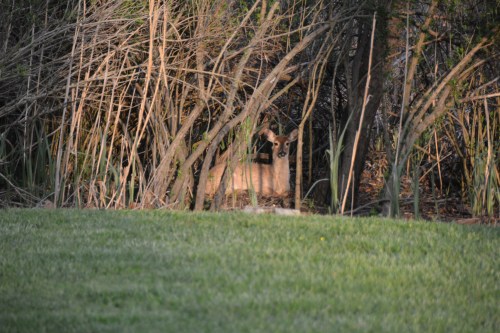 deer lying in marsh grass 4-27-2015 7-09-03 PM