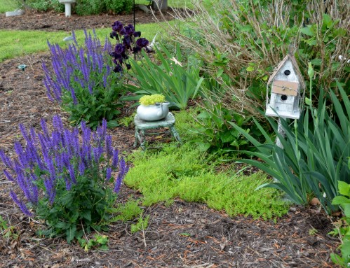 garden 5-10-2015 8-25-27 AM