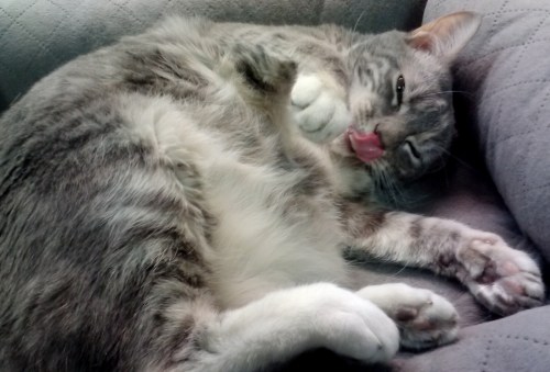 gypsys tongue 5-18-2015 2-50-17 PM