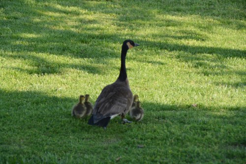 How beautifully everything is arranged by Nature; as soon as a child enters the world, it finds a mother ready to take care of it. ~Jules Michelet