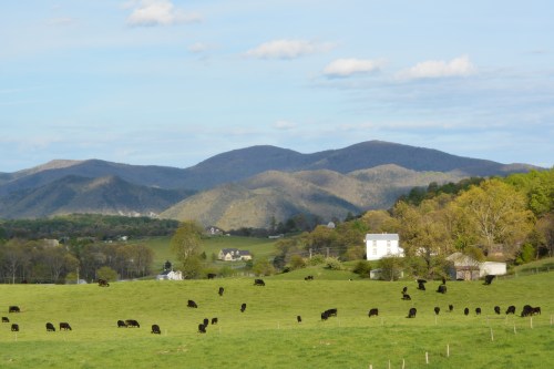 mountains and cows 5-2-2015 6-15-44 PM