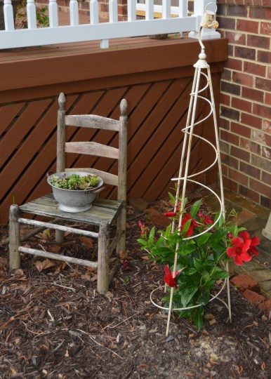 succulents in colander and mandevilla 5-10-2015 8-26-21 AM