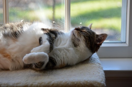 sundae am 4-28-2015 8-03-27 AM