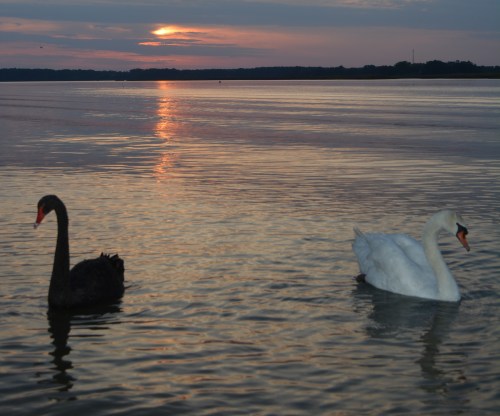 swans2 5-20-2014 7-49-48 PM