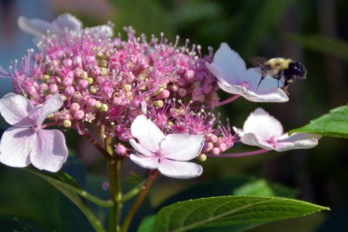 bee on hydrangea 6-12-2015 8-17-09 AM