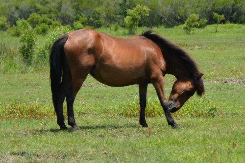 bowing 6-15-2015 12-38-48 PM