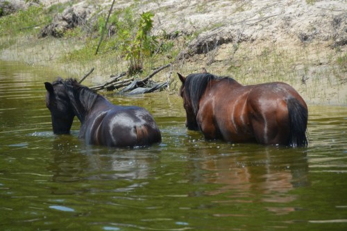 canal 6-15-2015 12-46-28 PM