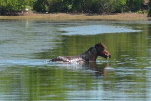 horse and seaweed 6-6-2015 3-11-07 PM