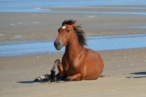 horse sitting 6-6-2015 4-01-38 PM