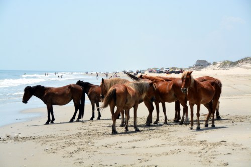 horses and people 6-15-2015 12-02-30 PM