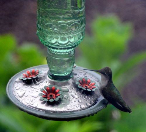 hummie 6-4-2015 11-01-13 AM