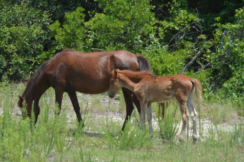 mom and babe 6-15-2015 1-04-19 PM