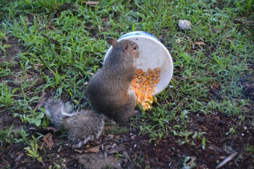 squirrel corn1 6-21-2015 6-40-26 AM