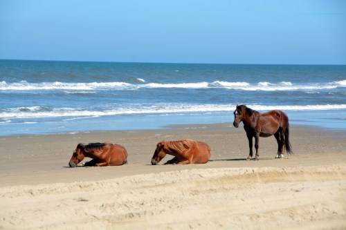 stallion and mares 6-6-2015 3-58-55 PM