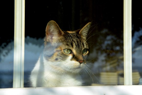 sundae window4 6-19-2015 7-59-54 AM