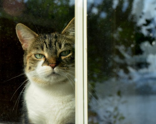 sundae1 6-19-2015 7-59-29 AM