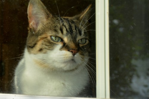 sundae2 6-19-2015 7-59-38 AM