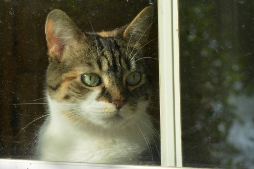 sundae3 6-19-2015 7-59-41 AM