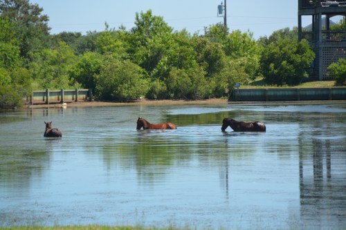 three in the canal 6-6-2015 3-11-25 PM