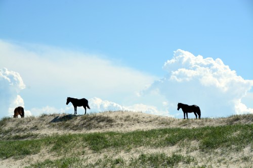 three on the dunes 6-6-2015 3-54-34 PM 6-6-2015 3-54-34 PM