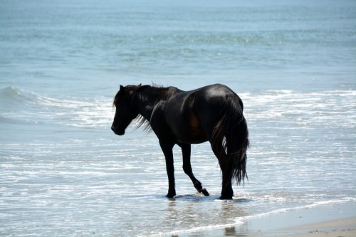 toes1 6-15-2015 12-01-28 PM