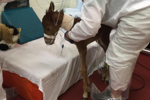William in ICU- note his little stuffed horse to the left CWHF photo