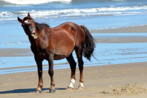 yawn 6-6-2015 4-03-12 PM