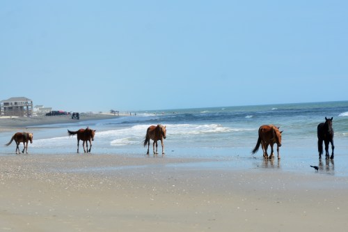 6 horses 7-10-2015 10-25-09 AM