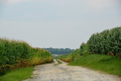 corn field lane 7-2-2015 2-52-10 PM 7-2-2015 2-52-10 PM