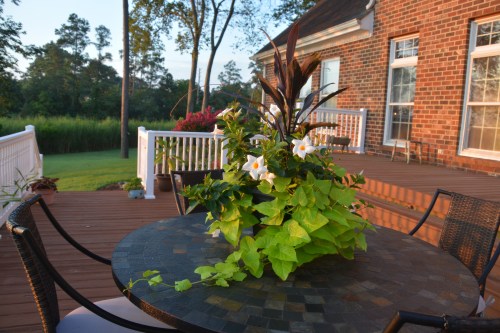 deck plant 7-23-2015 6-20-37 AM