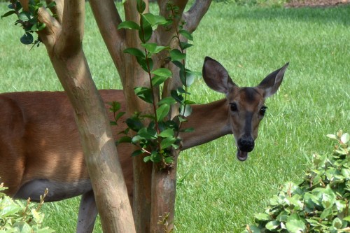 deer close up 7-3-2015 3-45-17 PM