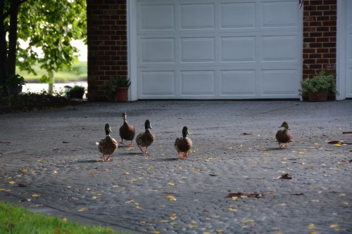 ducks 7-6-2015 7-53-34 AM