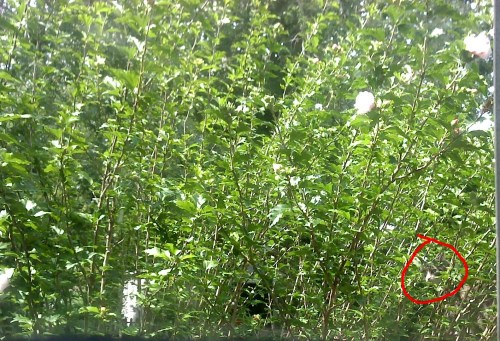 hidden chessie disclosed