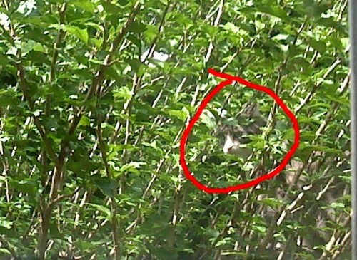 hidden chessie disclosed