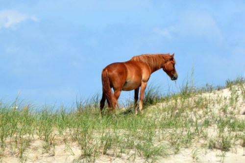 horse on dune 7-4-2015 11-06-49 AM