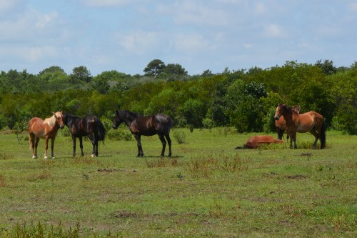 pasture 7-4-2015 11-40-41 AM