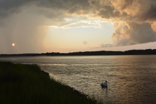swan 7-6-2015 8-01-31 PM