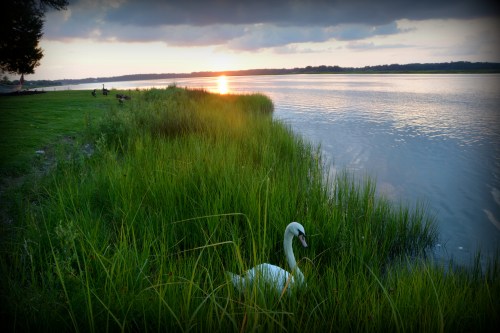 swan in grass 7-16-2015 8-05-47 PM