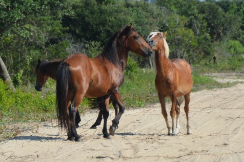 three4 7-10-2015 9-28-10 AM