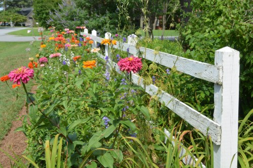 zinnias 6-17-2015 10-06-20 AM