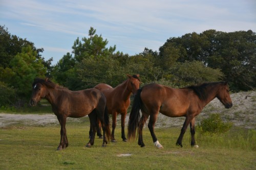 3 on watch 8-22-2015 6-52-04 PM 8-22-2015 6-52-04 PM