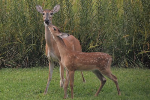 baby deer nuzzling mom 8-19-2015 6-49-29 PM