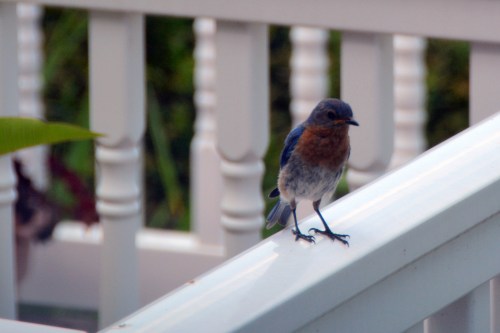 bluebird 7-30-2015 4-03-39 PM