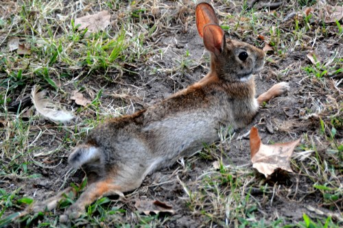 bunny1 8-3-2015 6-39-12 PM 8-3-2015 6-39-12 PM