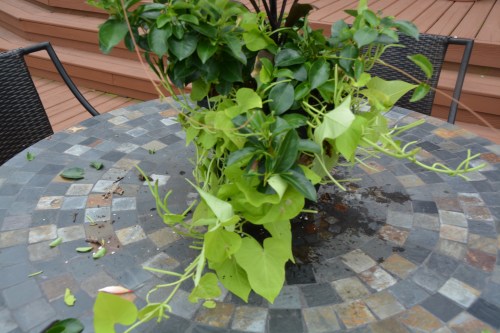 deck plant after 8-10-2015 2-22-26 PM