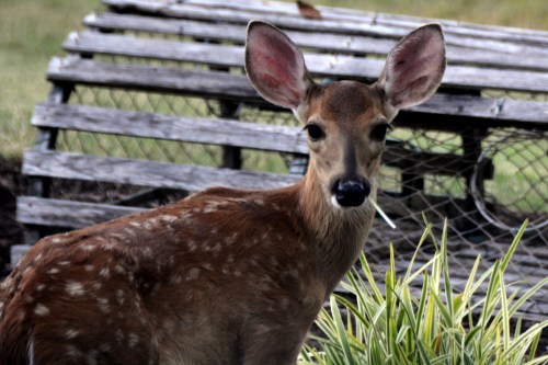 deer and liriope 8-5-2015 6-17-57 PM