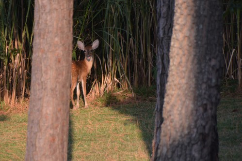 deer through trees 8-5-2015 6-18-40 PM