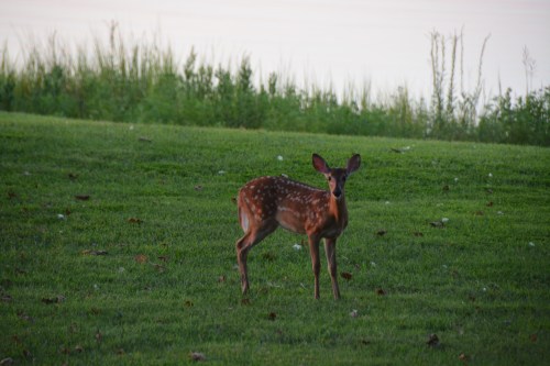 Do you suppose he'll ever grow into those ears?