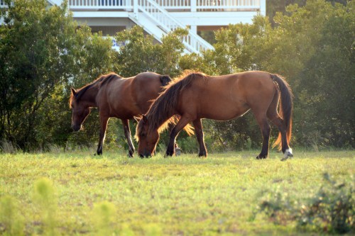 golden hour horses 8-22-2015 6-36-54 PM
